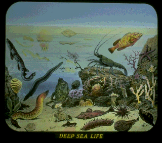 Pd06f.gif (51024 bytes)